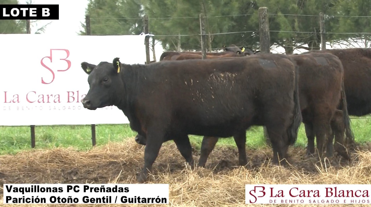 Lote 34